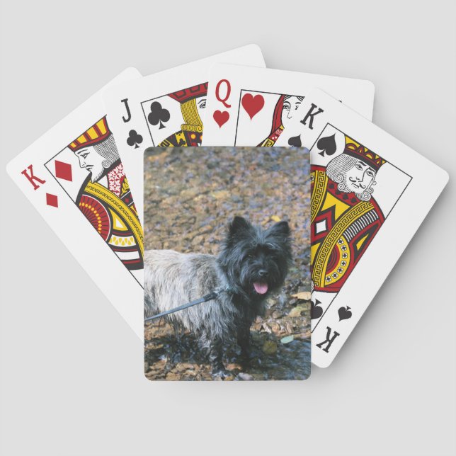Jeu De Cartes cairn cool (dos)