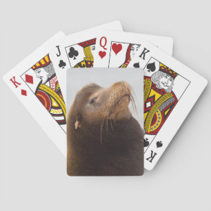 Jeu De Cartes California Sea Lion