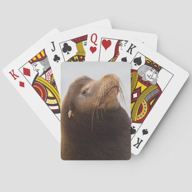 Jeu De Cartes California Sea Lion (dos)