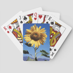 Jeu De Cartes Californie, Un Tournesol Mammouth (Helianthus) 3