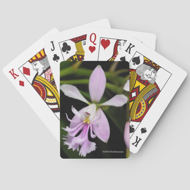 Jeu De Cartes Caligarium d'Epidendrum (dos)