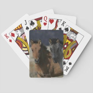 Jeu De Cartes Capture d'écran du poulal Mustang