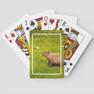 Jeu De Cartes Capybara