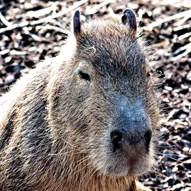 JEU DE CARTES CAPYBARA ANIMAL SAUVAGE (Créateur téléchargé)