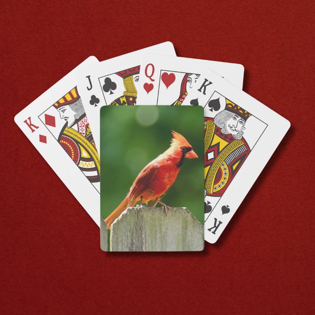 Jeu De Cartes Cardinal du Nord sur la clôture en été (A bright red male northern cardinal makes these playing cards perfect for summer!)