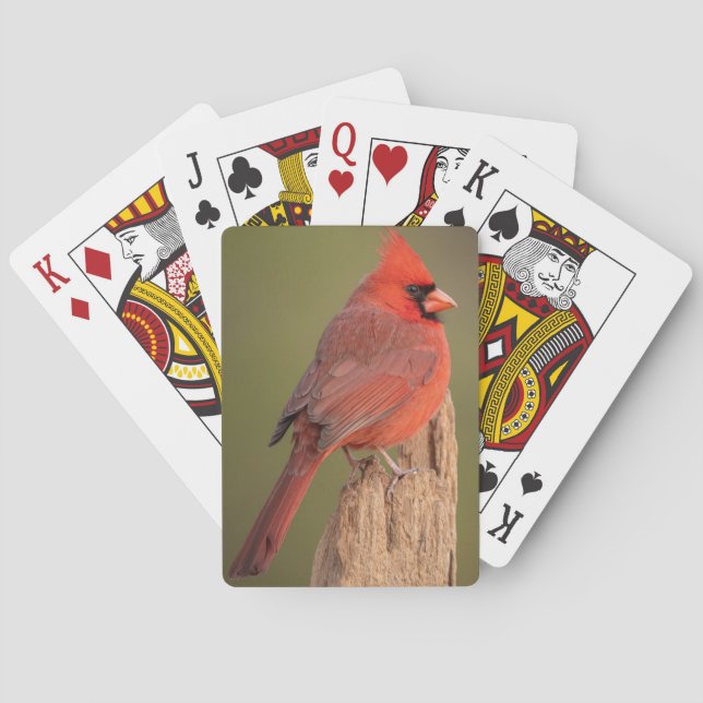 Jeu De Cartes Cardinal rouge  (dos)