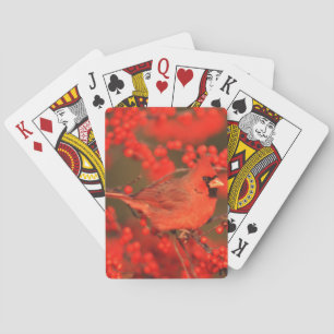 Jeu De Cartes Cardinal rouge du Nord mâle, IL