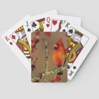 Cardinal rouge mâle perché, IL