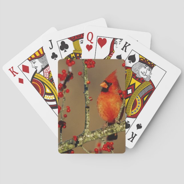 Jeu De Cartes Cardinal rouge mâle perché, IL (dos)