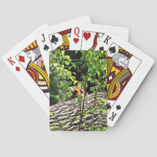 Jeu De Cartes Carte à jouer Tigre Cache-cache