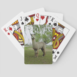 Jeu De Cartes Carte de lecture Alpaca