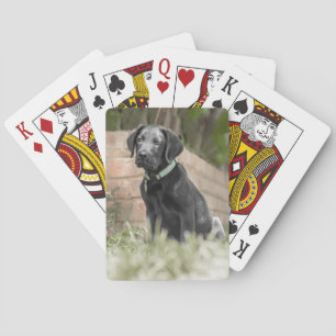 Jeu De Cartes Cartes de jeu avec l'image avant du chiot de