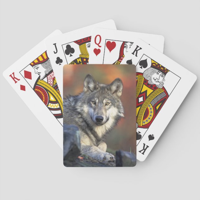 Jeu De Cartes Cartes de jeu Wolf Bicycle (dos)