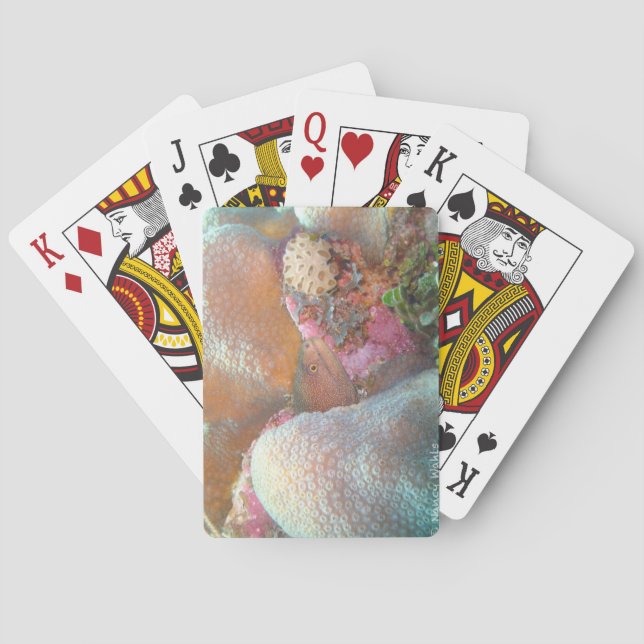 Jeu De Cartes Cartes de poker d'anguille (dos)