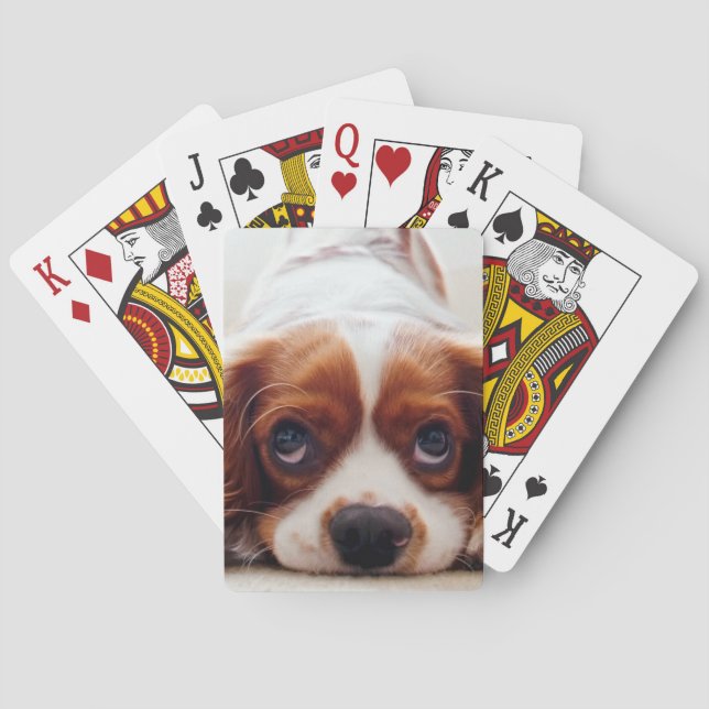 Jeu De Cartes Cavalier Charles Spaniel (dos)