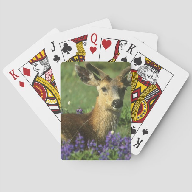 Jeu De Cartes Cerf à queue noire, Odocoileus hemionus (dos)