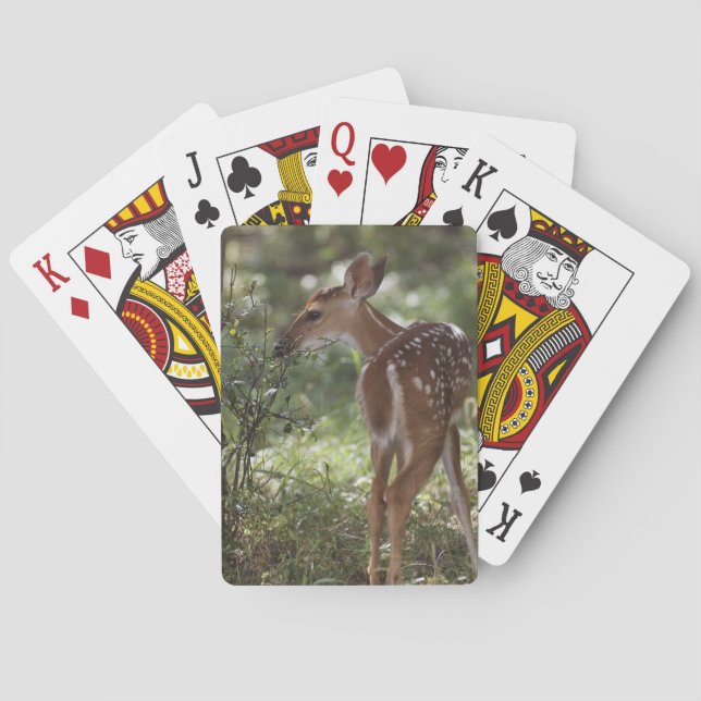 Jeu De Cartes Cerf de Virginie, Odocoileus virginianus (dos)