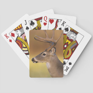Jeu De Cartes Cerf de Virginie, Odocoileus virginianus,