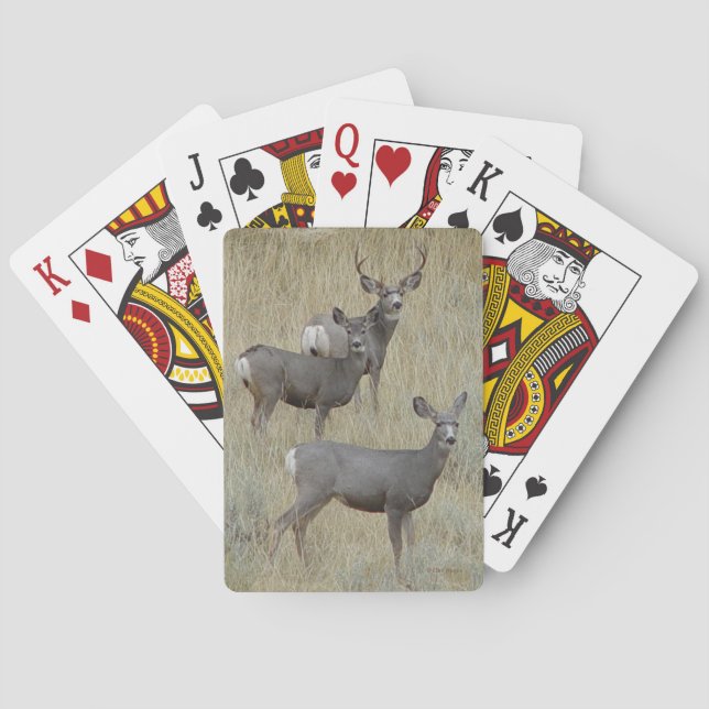 Jeu De Cartes Cerf mulet D18 (dos)