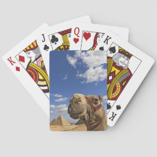 Jeu De Cartes Chameau devant les pyramides de Gizeh, Égypte,