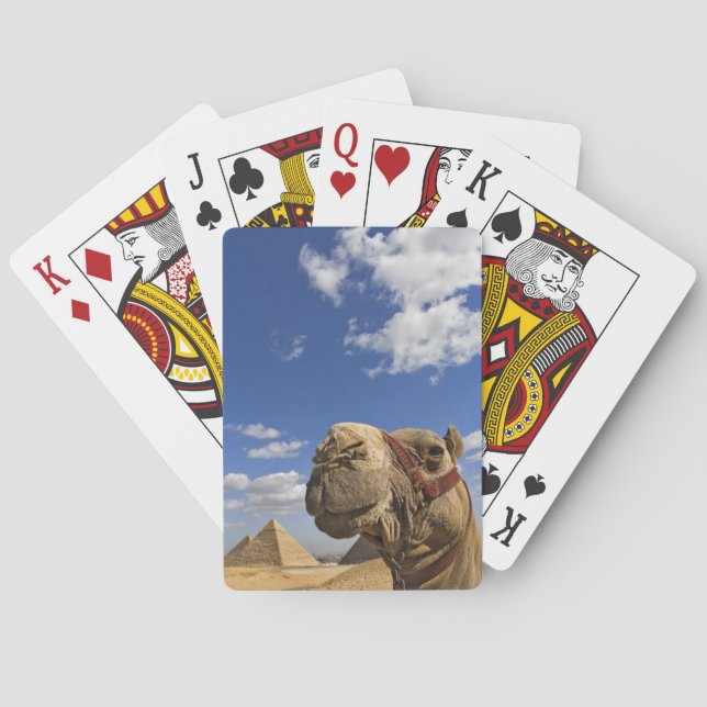Jeu De Cartes Chameau devant les pyramides de Gizeh, Égypte, (dos)