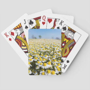 Jeu De Cartes Champ de camomille, Hongrie