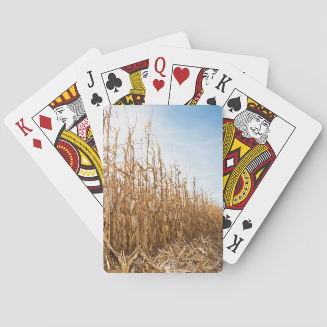 Jeu De Cartes Champ de maïs partiellement récolté (dos)