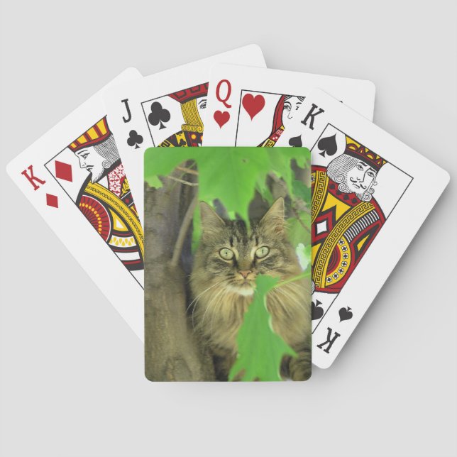 Jeu De Cartes Chat à coon du Maine dans l'arbre (dos)