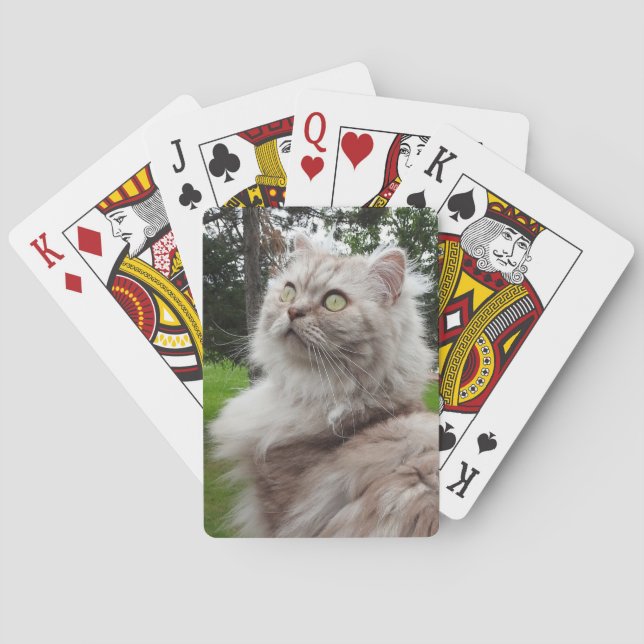 Jeu De Cartes Chat Longhair britannique - Chocolat, Tabby Argent (dos)