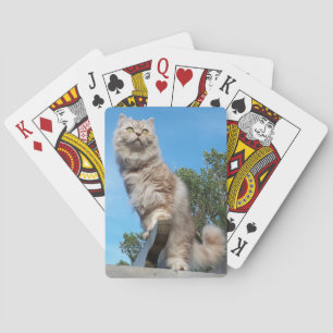 Jeu De Cartes Chat Longhair britannique - Chocolat, Tabby Argent