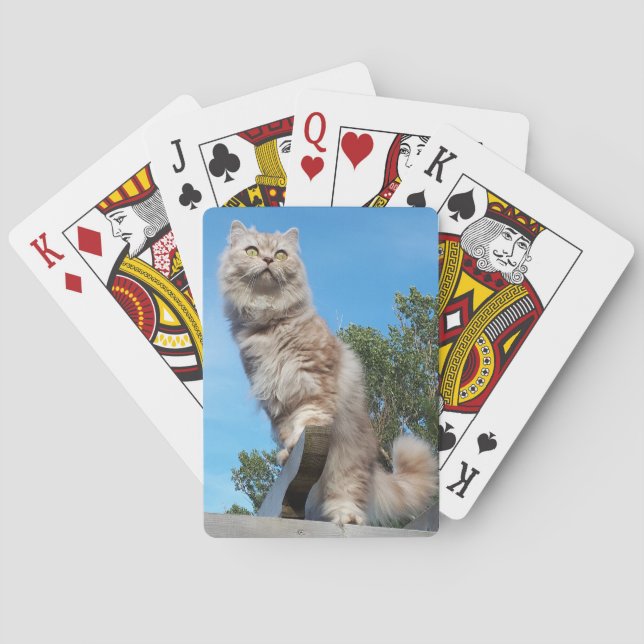 Jeu De Cartes Chat Longhair britannique - Chocolat, Tabby Argent (dos)