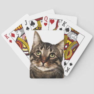 Jeu De Cartes Chat sur arrière - plan blanc 2