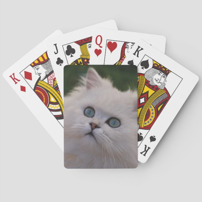 Jeu De Cartes Chaton blanc mignon curieux (dos)