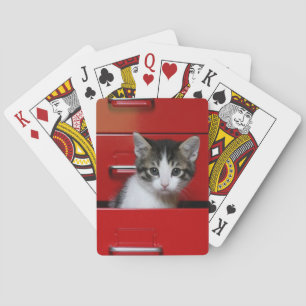 Jeu De Cartes Chaton en train de regarder