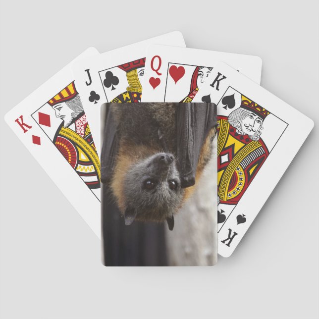 Jeu De Cartes Chauve-souris australienne (dos)