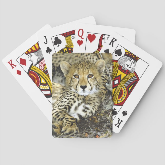 Jeu De Cartes Cheetah Cub 2 (dos)