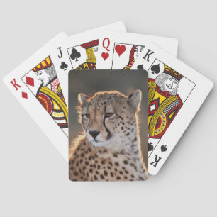 Jeu De Cartes Cheetah looking away