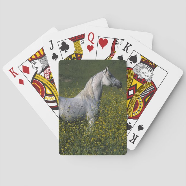 Jeu De Cartes Cheval arabe se tenant en fleurs (dos)