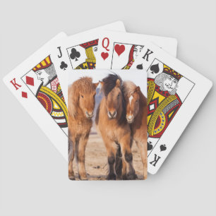 Jeu De Cartes Cheval islandais pendant l'hiver