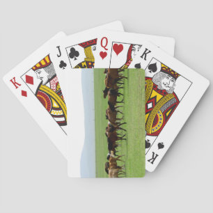 Jeu De Cartes Chevaux en Pâturage - Photographie de Paysage