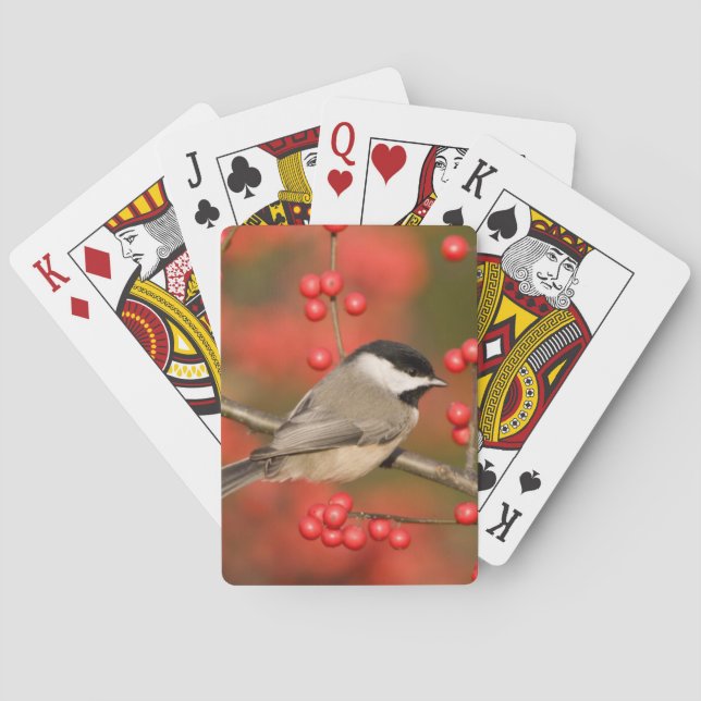 Jeu De Cartes Chickadee de Caroline sur le buisson commun de (dos)