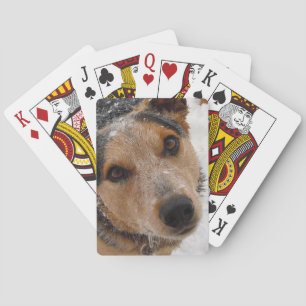 Jeu De Cartes Chien australien de bétail dans la neige -