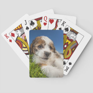 Jeu De Cartes Chien chiot mignon (Shitzu)