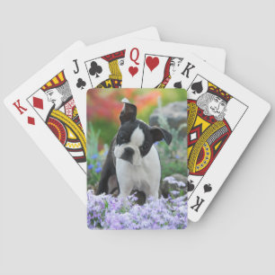 Jeu De Cartes Chien de Boston en fleurs :