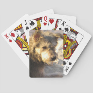 Jeu De Cartes Chien de plage thaïlandais