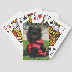 Jeu De Cartes Chien de Poméranie Noire regardant la caméra