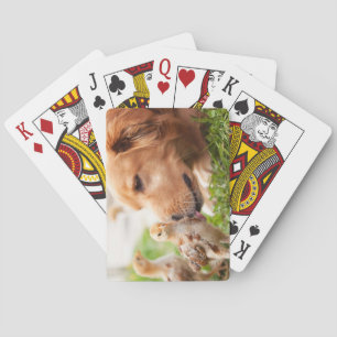 Jeu De Cartes Chien et poussin