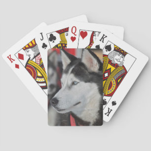 Jeu De Cartes Chien husky avant une course, Canada