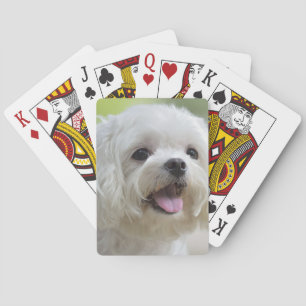 Jeu De Cartes Chien maltais blanc