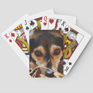 Jeu De Cartes Chien mignon allongé dans le foin